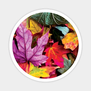 Pretty Autumn Fall Leaves Magnet